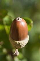 Acorn of Quercus robur.