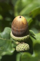 Acorn of Quercus robur.