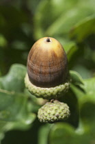 Acorn of Quercus robur.