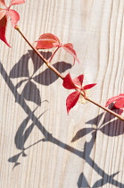 Virginia creeper, Parthenocissus quinquefolia. Stem and leaves casting shadow over wood with vertical pattern of grain.