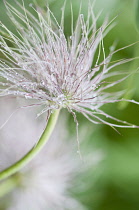 Feathery seed head of Pasque flower, Pulsatilla vulgaris with water droplets collecting on individual tendrils.