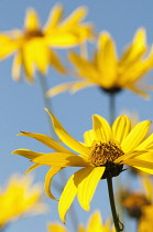 Coneflower, Black-eyed Susan, Rudbeckia flowers with bright yellow petals surrounding central cone against blue sky.