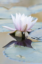 Pink flower of Water lily, Nymphaea cultivar reflected in water and surrounded by lily pads.