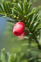 Fleshy, red fruit of Yew, Taxus baccata.