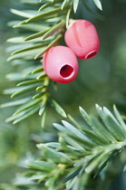 Fleshy, red fruit of Yew, Taxus baccata.