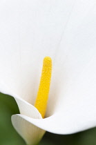 Lily. Close cropped view of single flower of Arum lily with white spathe and yellow spadix.