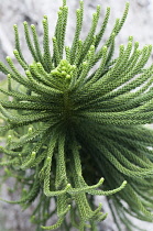 New caledonian pine, Araucaria columnaris. Close view of multiple cord-like branchlets covered in pointed, overlapping, scale-like leaves.