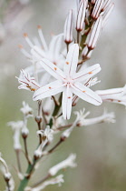 Jade plant, Money plant, Crassula ovata. Flower stem of white and pale pink flowers with prominent stamens.