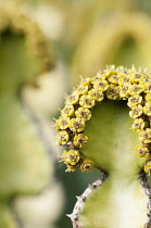 Cow horn, Euphorbia grandicornis. Close view of tiny yellow flowers growing along edges of spiny, fleshy leaves.