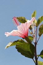 Hibiscus flower with protruding pistil and stamens, turned upwards towards sunshine against blue sky.