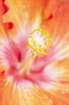 Hibiscus cultivar. Close cropped view of single flower with prominent pistil and stamens.