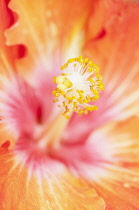 Hibiscus cultivar. Close cropped view of single flower with prominent pistil and stamens.