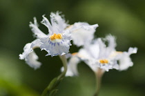 Iris japonica. Two pale blue flowers with ruffled frill to petals and an orange crest on each fall.