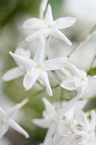 Jasmine. Close view of white flowers of Jasminum polyanthum.
