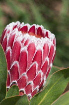 Protea cynaroides. Single flower head part open and surrounded by layered, pink bracts with soft, white, feathery edges.