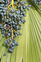 Chinese fan palm, Livistona chinensis. Large, loose cluster of berry-like black fruits on branched stem against fan-shaped leaf.