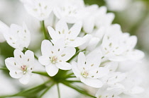 Star-of-Bethlehem, Ornithogalum thyrsoides. Close view of clustered, white, star-shaped flowers.