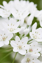 Star-of-Bethlehem, Ornithogalum thyrsoides. Close view of clustered, white, star-shaped flowers.