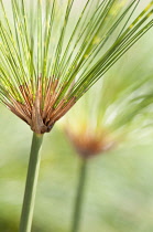 Papyrus, Cyperus papyrus. Close cropped view of stems of papyrus.