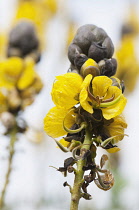 Popcorn bush, Senna didymobotrya. Spikes of yellow flowers opening from dark, blackish brown buds.