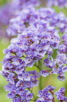 Sea lavender, Limonium sinuatum. Close cropped view of flower head with clustered, small purple, blue flowers.