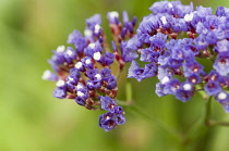 Sea lavender, Limonium sinuatum. Close cropped view of flower head with clustered, small purple, blue flowers.