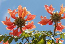 African tuliptree, Spathodea campanulata. View from below looking up at flower clusters against blue sky.