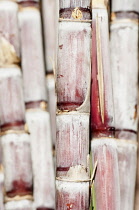 Sugar cane, Saccharum officinarum. Close cropped view of                 thick, pink coloured stems of sugar cane.