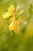 Glaucous scorpion-vetch, Coronilla valentina subsp. glauca. Small cluster of bright yellow pea-like flowers, background in soft focus.