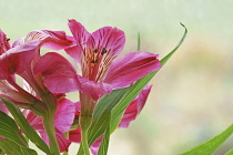 Alstroemeria with pink funnel shaped flowers streaked darker pink at throat.