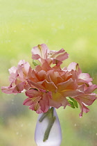 Alstroemeria, Bunched flowers in small, glass vase in front of window.