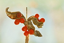 Iris foetidissima. Seed pods open to reveal bright, scarlet fruits.