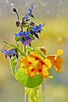 Borage and Nasturtium cultivar in glass container in front of window.