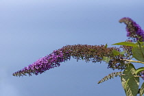 Buddleja Davidii. Long, curved panicles of small, purple or lilac flowers against blue sky. Flowers are open at end, finishing and browning as they extend towards stem.