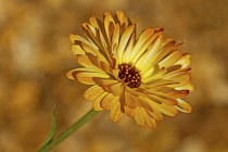 Marigold, Calendula officinalis 'Sherbet fizz'. Single, daisy-like flower.