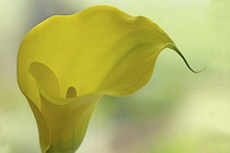 Calla lily. Single funnel shaped flower with yellow spathe and spadix.