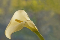 Calla lily. Single funnel shaped flower with white spathe and yellow spadix.