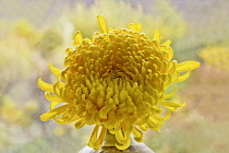 Chrysanthemum cultivar. Single yellow flowerhead with incurved petals placed in vase in front of window.