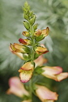 Foxglove, Digitalis Illumination Chelsea Gold. Close view of single stem with pink edged, peach coloured flowers of paler colour inside patterned with darker spots.