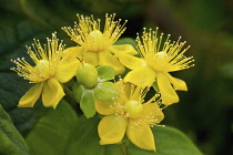 St Johns wort Hidcote. Cluster of bright yellow flowers with prominent stamens.