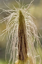 Sweetcorn, Zea mays cultivar. Corn cob with protruding hair-like threads.