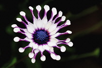 Osteospermum. Single flowerhead with distinctive ray florets that are pinched at their centre with spoon-shaped tips. White and purple in colour with blue central disk.