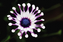 Osteospermum. Single flowerhead with distinctive ray florets that are pinched at their centre with spoon-shaped tips. White and purple in colour with blue central disk.
