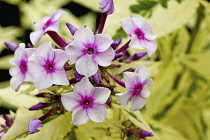 Phlox. Cluster of pale pink flowers with darker pink at centre and buds and cream and green variegated foliage.
