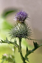 Thistle, Onopordum acanthium. Scotch or Cotton thistle single flower stem with spiny leaves, base of flower and bracts.