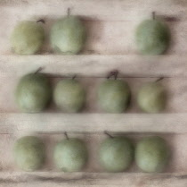 Greengage, Prunus domestica ssp. italica var. claudiana.  Digitally manipulated image of greengages on three shelves against muted, softened background to create effect of illustration.