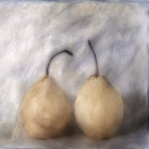 Pear, Pyrus communis cultivar. Digitally manipulated image of three pears against muted, softened background to create effect of illustration.