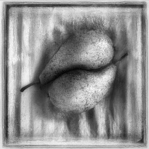 Pear, Pyrus communis cultivar. Digitally manipulated, black and white image of two pears placed together within frame on textured background, softened to create effect of illustration.