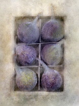 Fig, Ficus carica. Digitally manipulated image of box of six figs against softened, muted background creating effect of illustration.