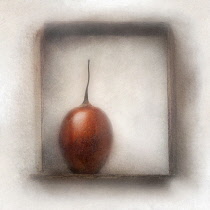 Tamarillo, Solanum betaceum. Digitally manipulated image of Tamarillo within frame against softened, muted background creating effect of illustration.